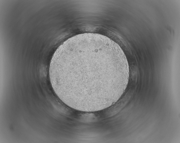 X0000111130374200907281056