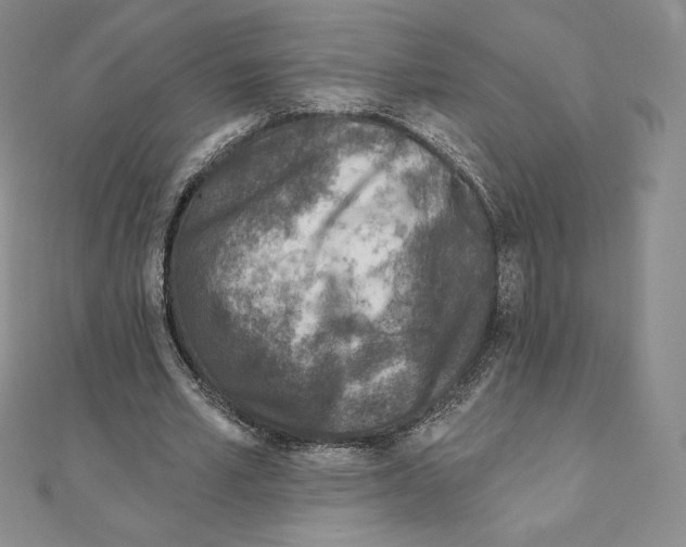 X0000111130581200907281053