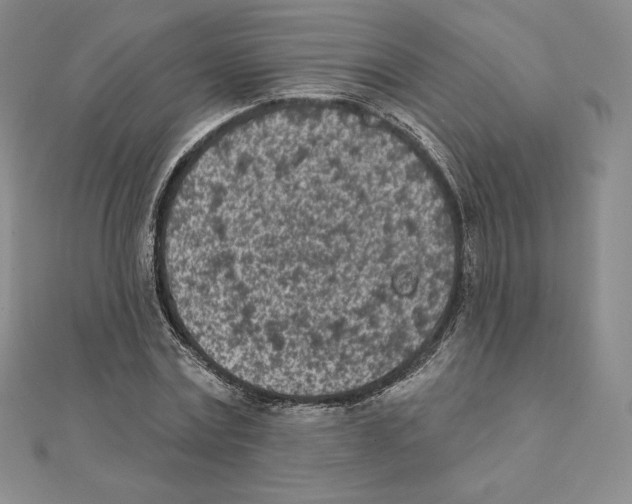 X0000111130779200907281050