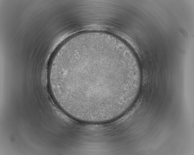 X0000111131075200907281045