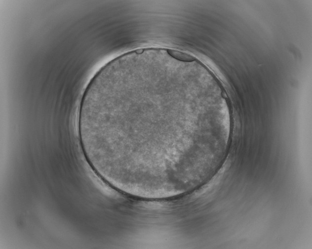 X0000111131246200907281044