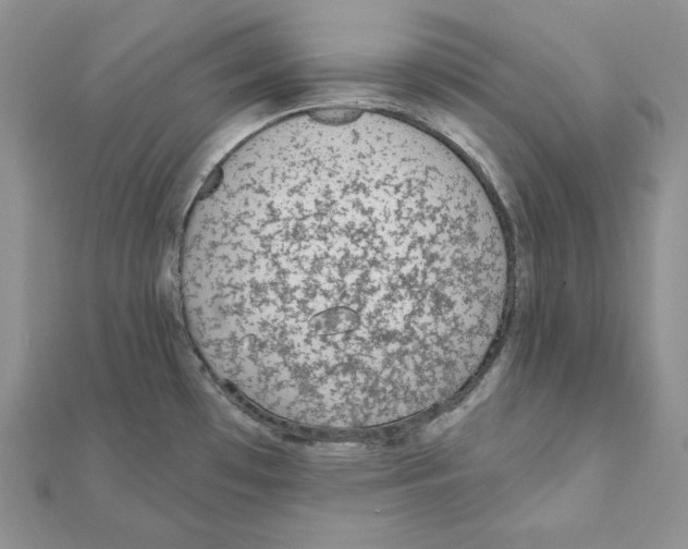X0000111131481200907281040