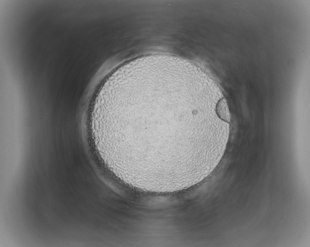 X0000111130151200908111046