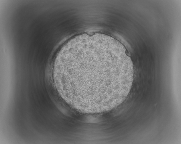 X0000111130346200908111043
