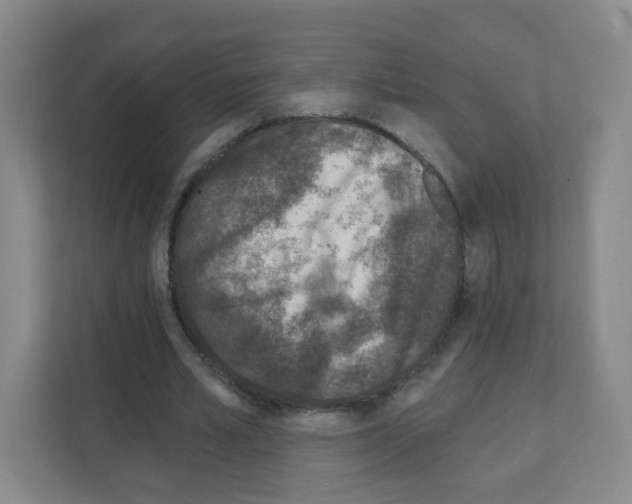 X0000111130581200908111041