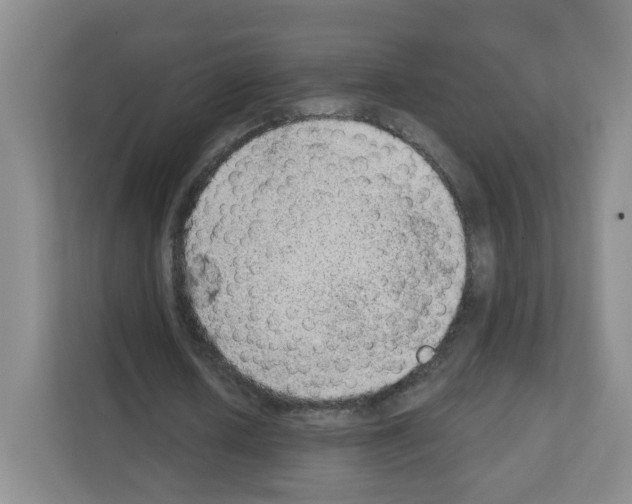 X0000111130626200908111039