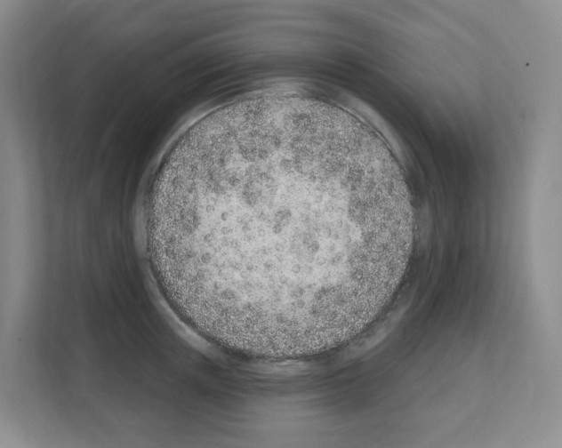 X0000111130851200908111037