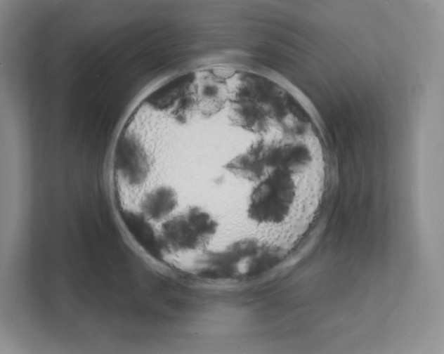X0000111130957200908111036