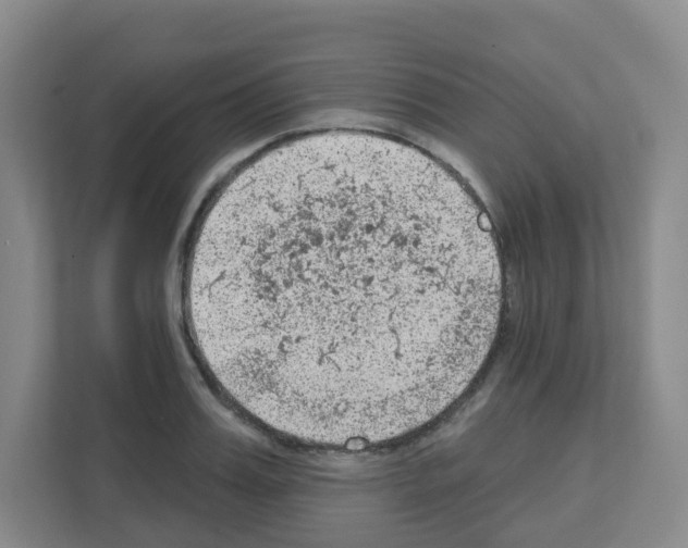 X0000111130987200908111035