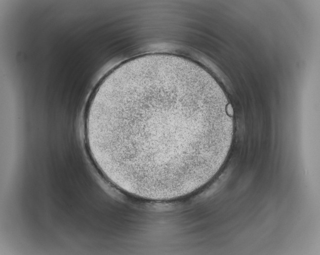 X0000111131034200908111035