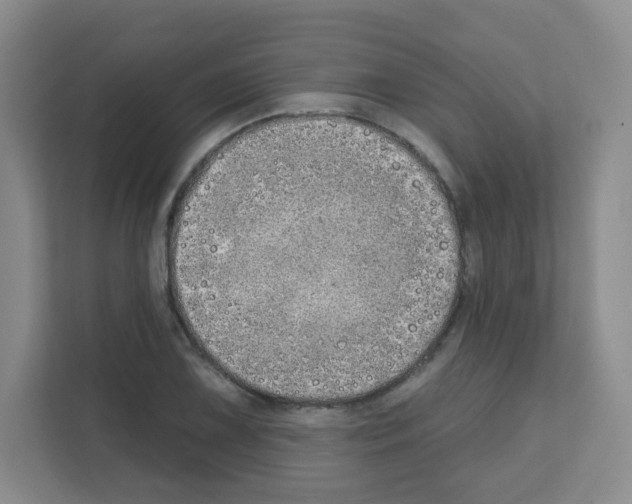X0000111131075200908111034
