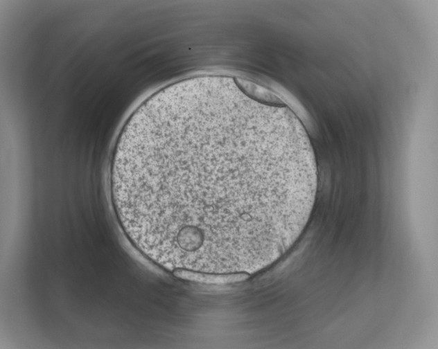 X0000111131100200908111034