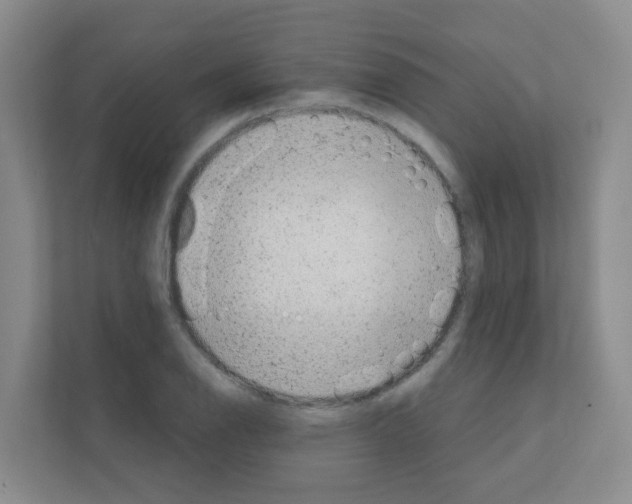 X0000111131126200908111033