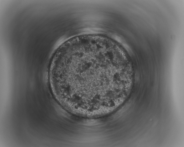 X0000111131459200908111029
