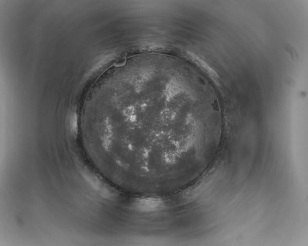 X0000111140067200906301238