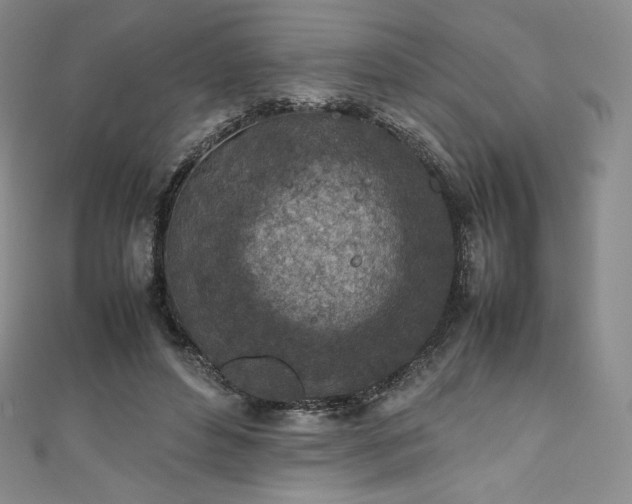 X0000111140496200906301233