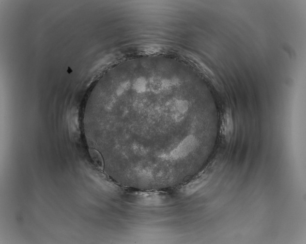 X0000111140524200906301233