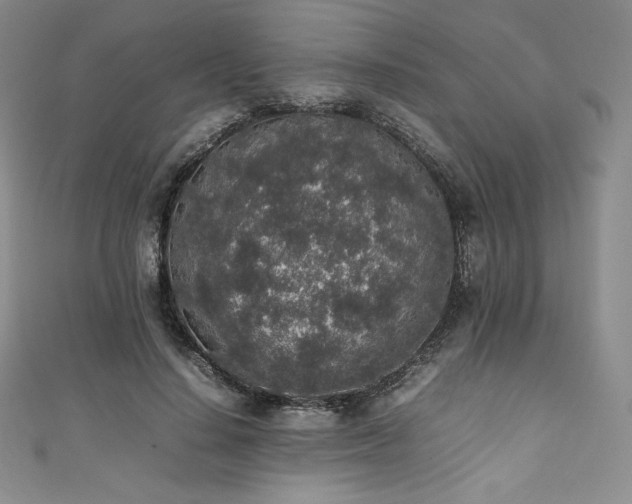 X0000111140644200906301231