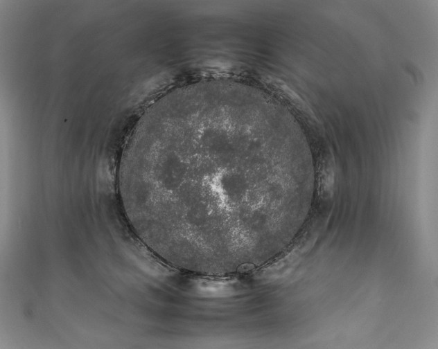 X0000111140661200906301231