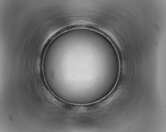 X0000111140783200906301229