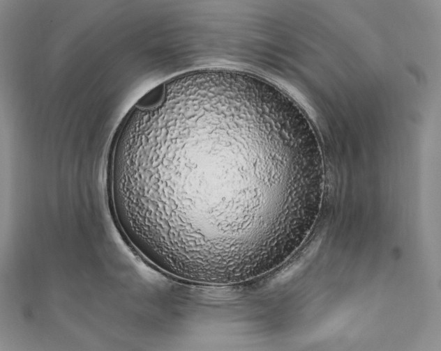 X0000111141007200906301226