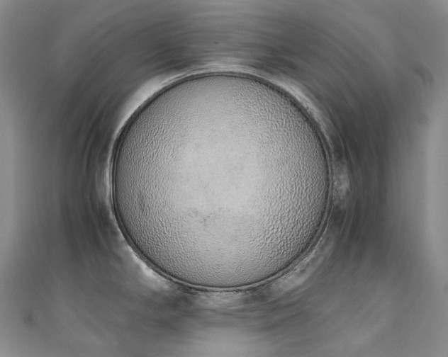 X0000111141294200906301223