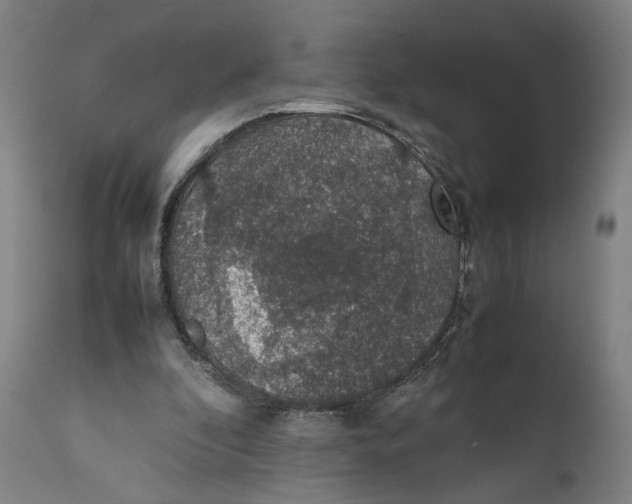 X0000111140296200907211145