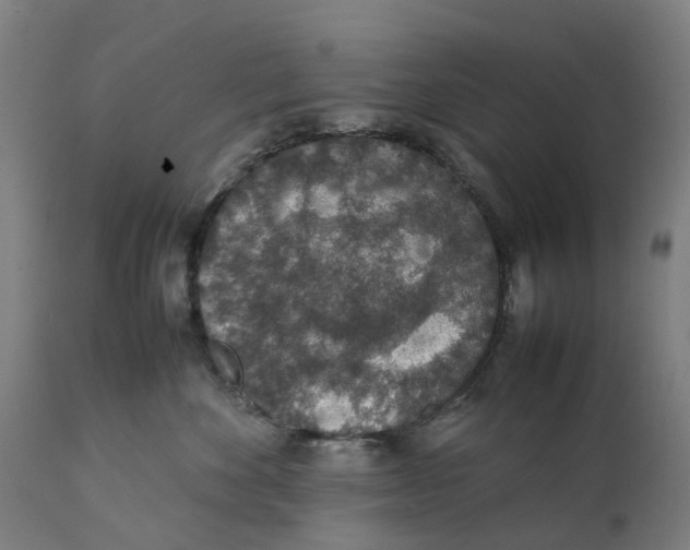 X0000111140524200907211142