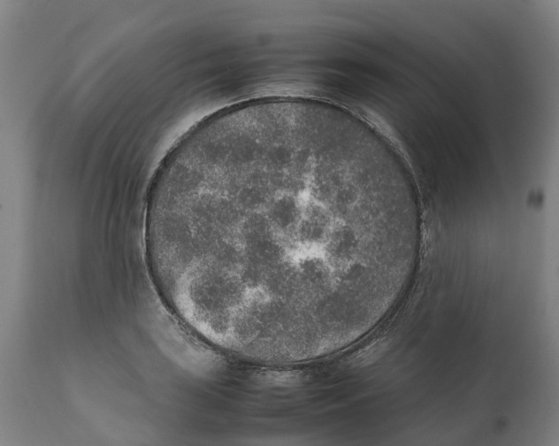 X0000111141035200907211133