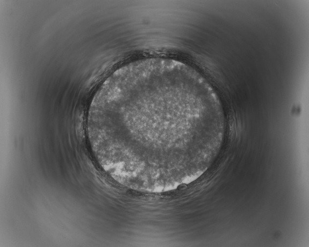 X0000111141060200907211133