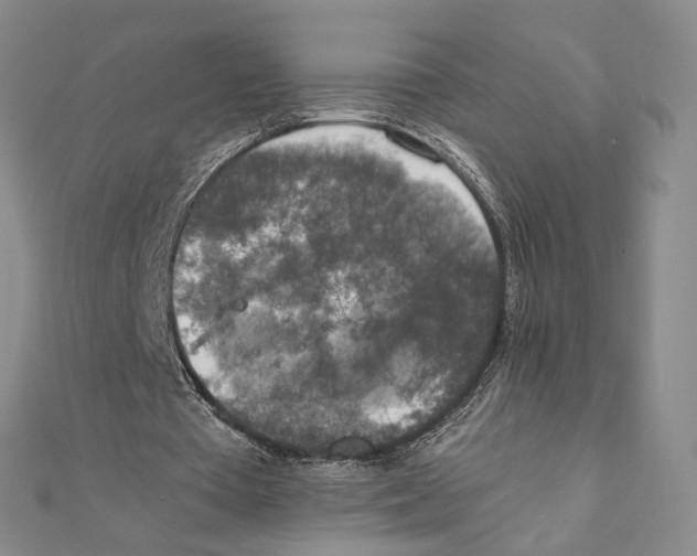 X0000111140385200907281116