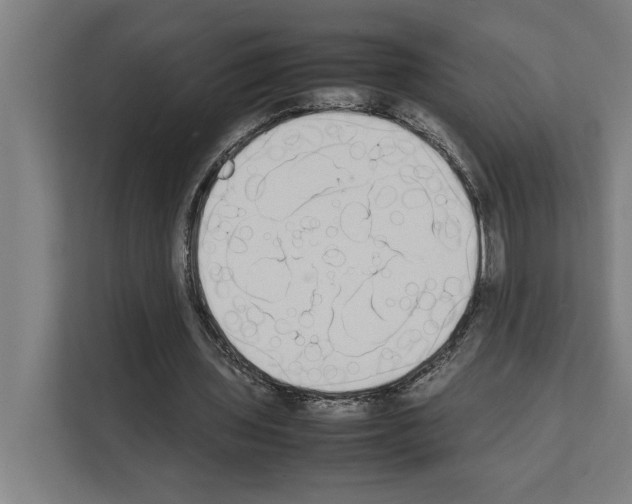 X0000111140435200908111117