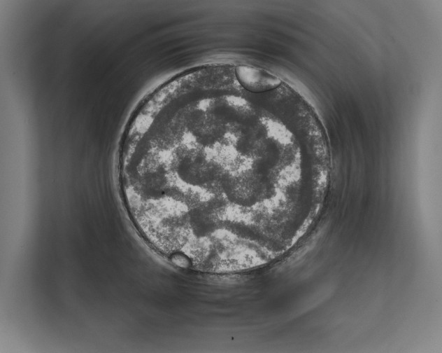 X0000111141045200908111110