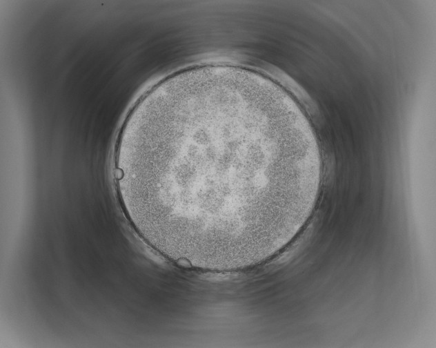 X0000111141240200908111107