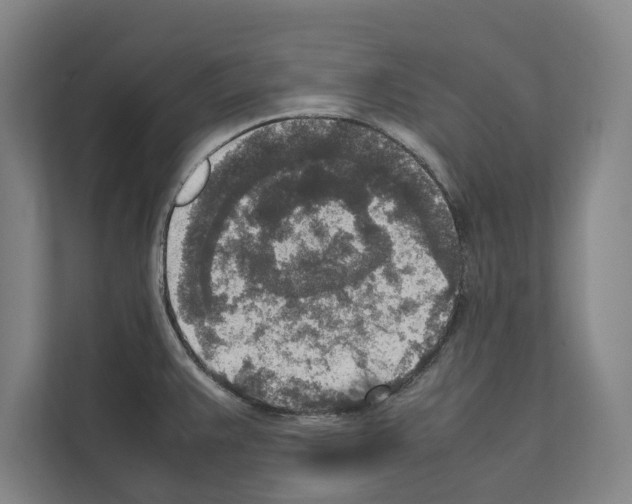 X0000111141383200908111105