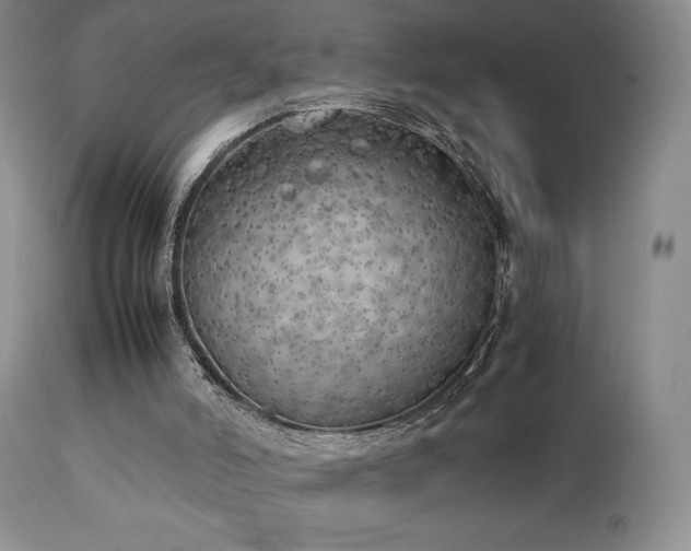 X0000111150006200906301348