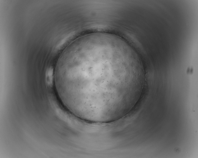 X0000111150024200906301347