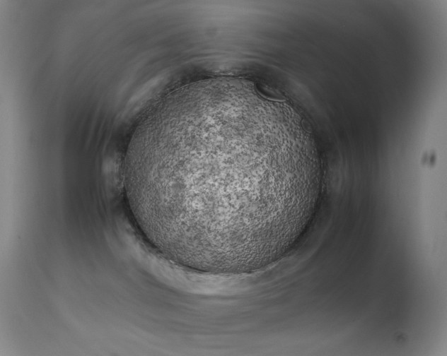 X0000111150044200906301347