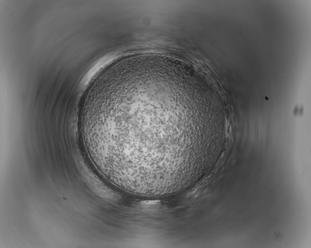 X0000111150054200906301346
