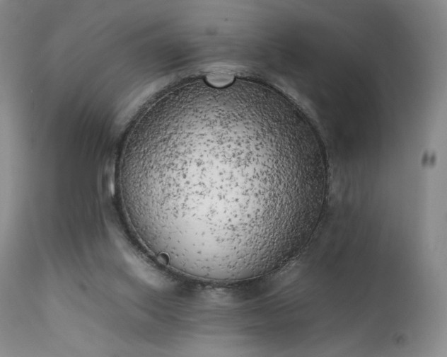 X0000111150062200906301346