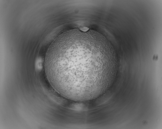 X0000111150075200906301347