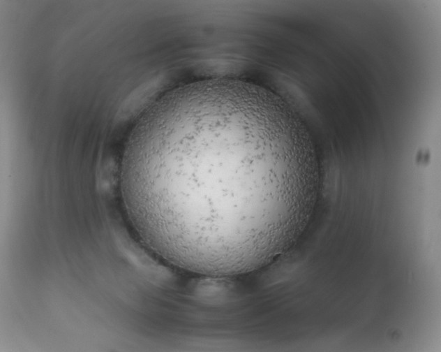 X0000111150077200906301347