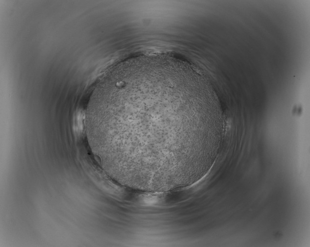 X0000111150094200906301347