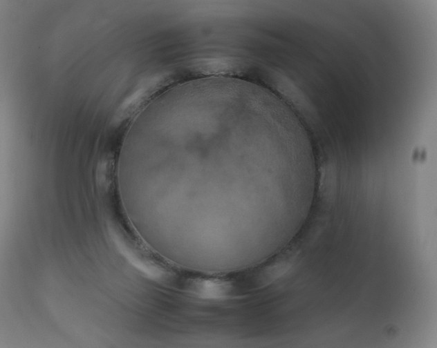 X0000111150165200906301345
