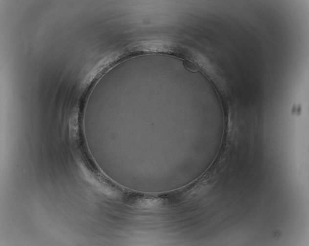 X0000111150202200906301345