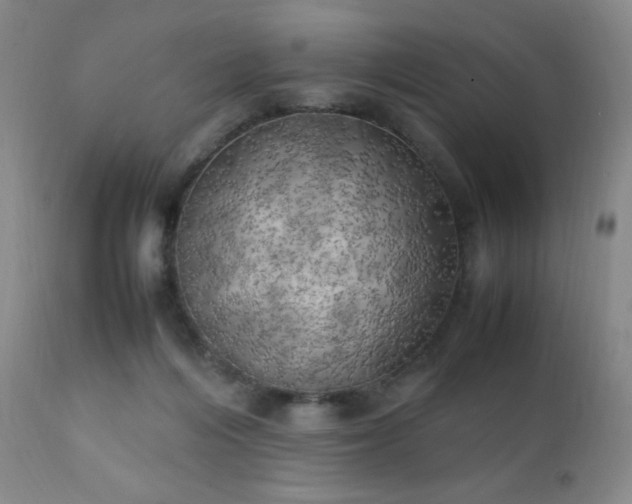 X0000111150216200906301344