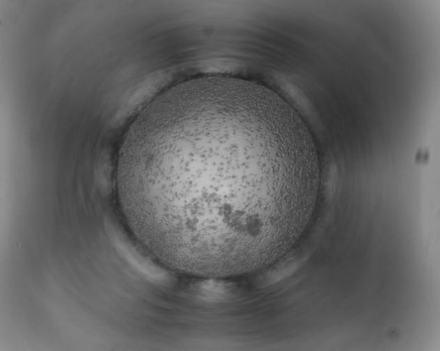 X0000111150261200906301344