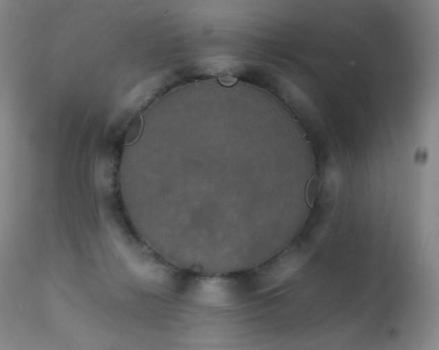 X0000111150268200906301344