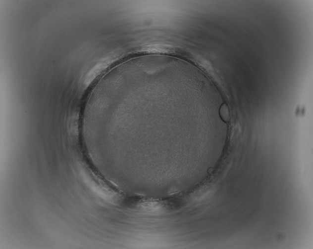 X0000111150299200906301343