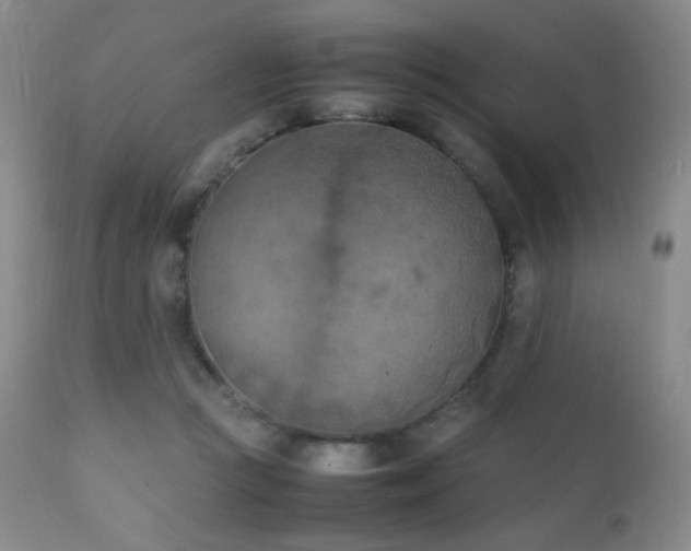 X0000111150361200906301342